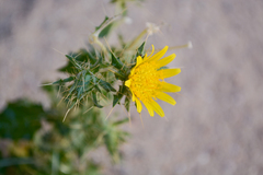 Berkheya spinosissima spinosissima