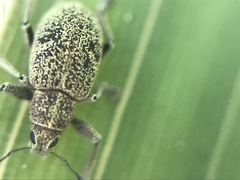 Eugnathus distinctus