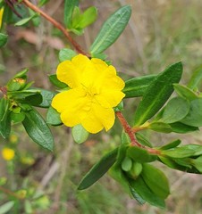 Hibbertia nitida