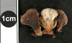 Hohenbuehelia nothofaginea