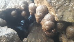 Euchelus asper