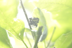 Verrucosa meridionalis