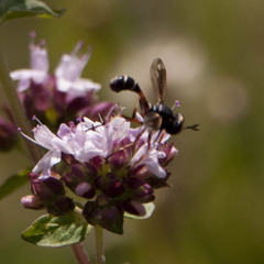 Physocephala vittata