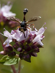 Physocephala vittata