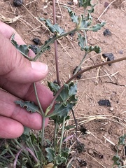 Acleisanthes