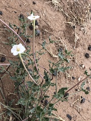 Acleisanthes
