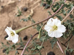 Acleisanthes