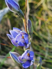 Thelymitra × truncata