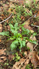 Taraxacum officinale
