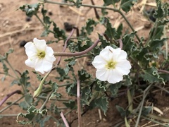 Acleisanthes