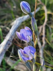 Thelymitra × truncata