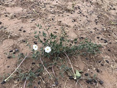 Acleisanthes