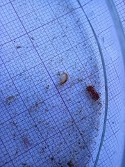 Bathyporeia pelagica