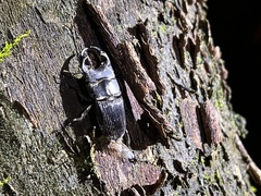 Aegus laevicollis formosae