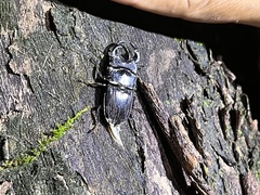 Aegus laevicollis formosae