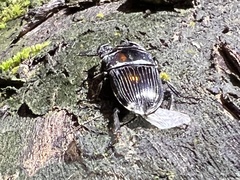 Aegus laevicollis formosae