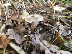 Basidiomycota