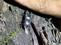 Aegus laevicollis formosae