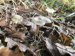 Basidiomycota