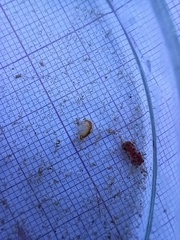 Bathyporeia pelagica