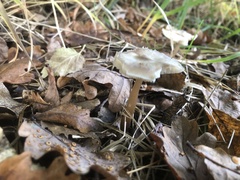 Basidiomycota