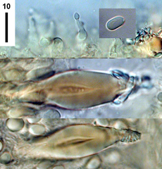 Hohenbuehelia nothofaginea
