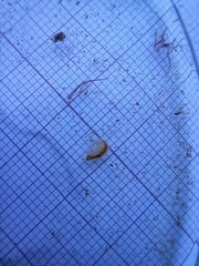 Bathyporeia pelagica