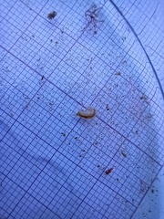 Bathyporeia pelagica