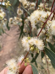 Eucalyptus blakelyi