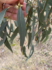 Eucalyptus blakelyi