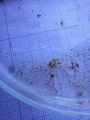 Bathyporeia pelagica