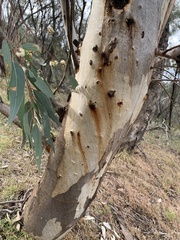 Eucalyptus blakelyi