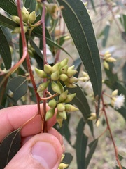 Eucalyptus blakelyi