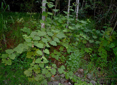 Rubus alceifolius