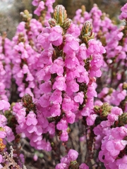 Erica nervata