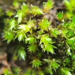 Bryum ruderale