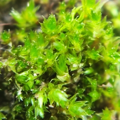 Bryum ruderale