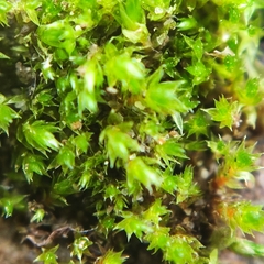 Bryum ruderale