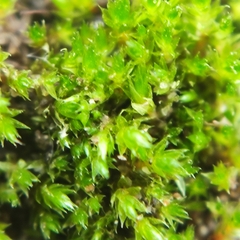 Bryum ruderale