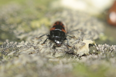 Pselaphacus signatus