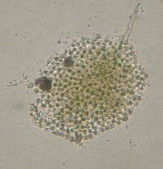 Chlorella
