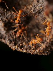 Cyphomyrmex