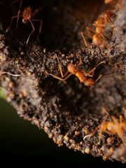 Cyphomyrmex