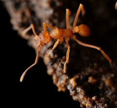 Cyphomyrmex