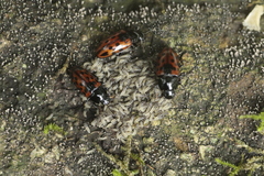 Pselaphacus signatus