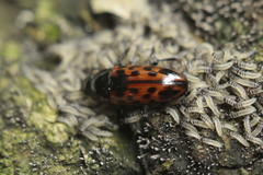 Pselaphacus signatus