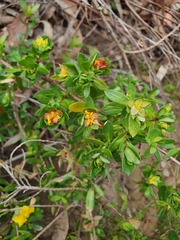 Hibbertia nitida
