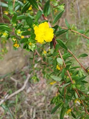 Hibbertia nitida