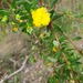 Hibbertia nitida - Photo (c) Gary Williams, some rights reserved (CC BY-SA), uploaded by Gary Williams