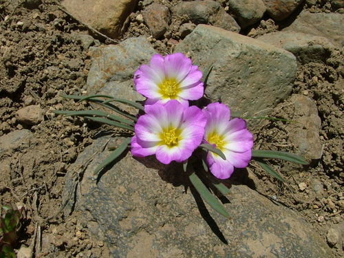 Calandrinia